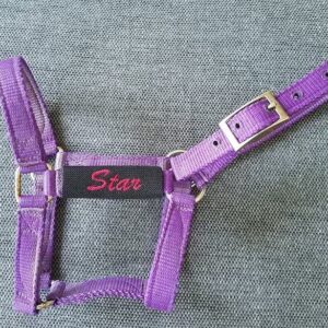 A purple horse halter with name on it.