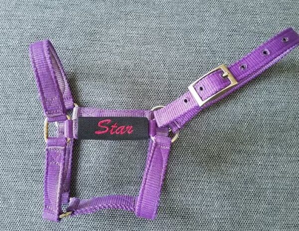 A purple horse halter with name on it.